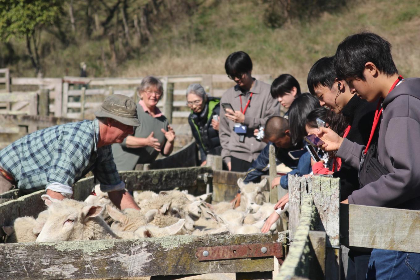 Japanese students at Whanganui sheep farm
