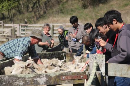 Japanese students at Whanganui sheep farm