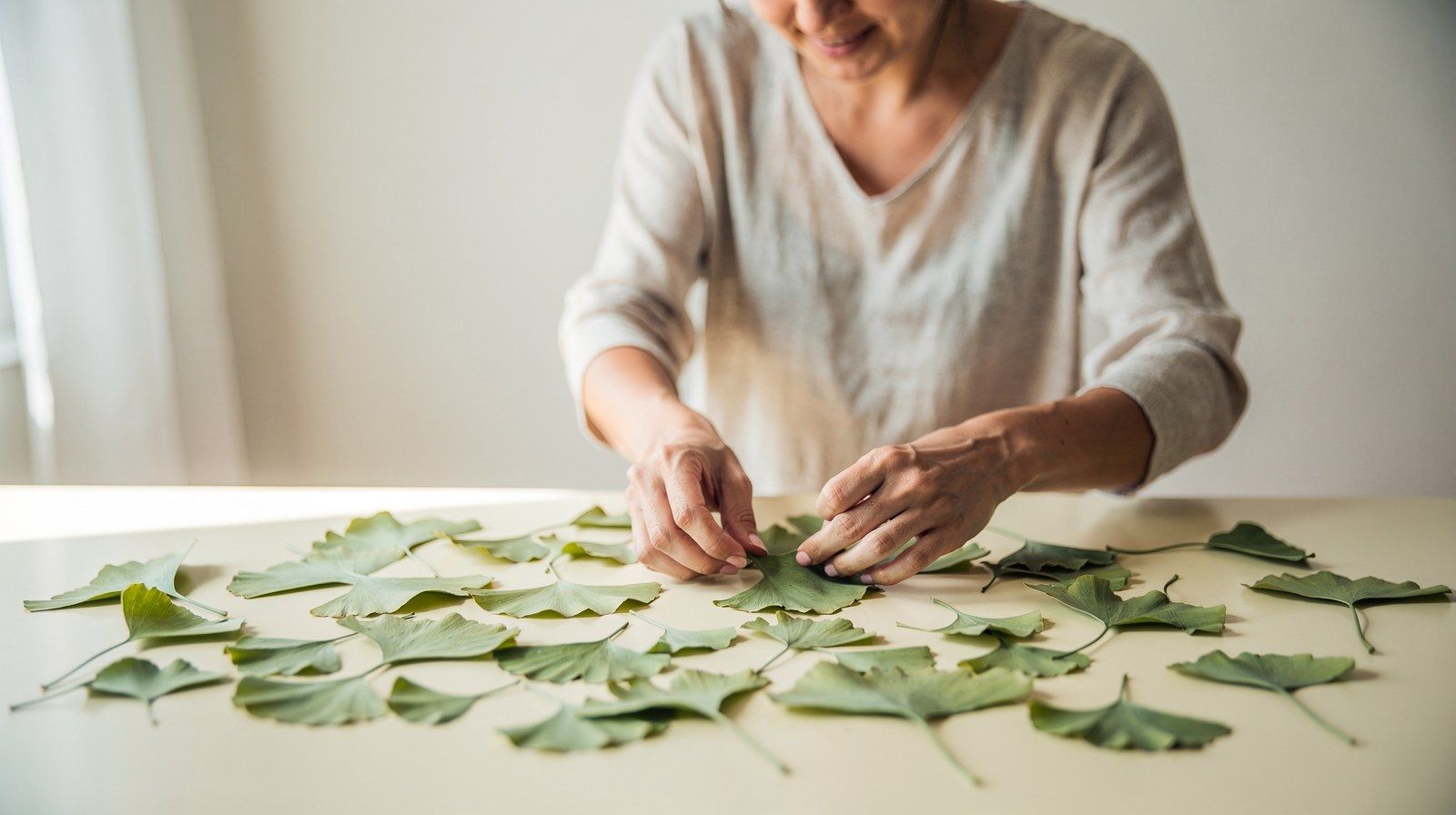 Foglie di ginkgo disposte su una superficie chiara.
