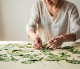 Foglie di ginkgo disposte su una superficie chiara.