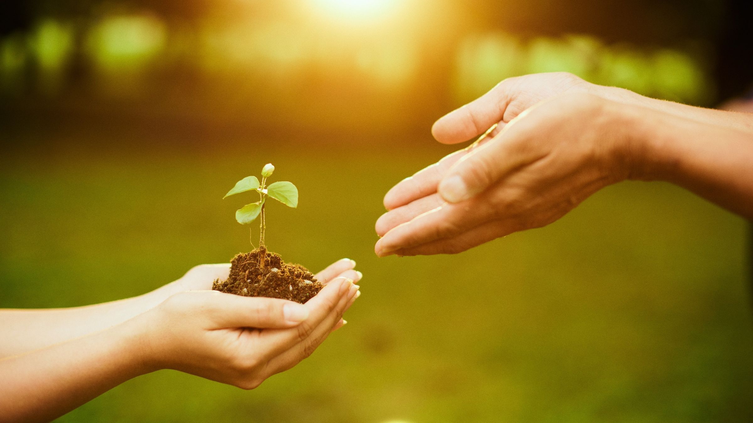 Unha reflexión acerca da sustentabilidade