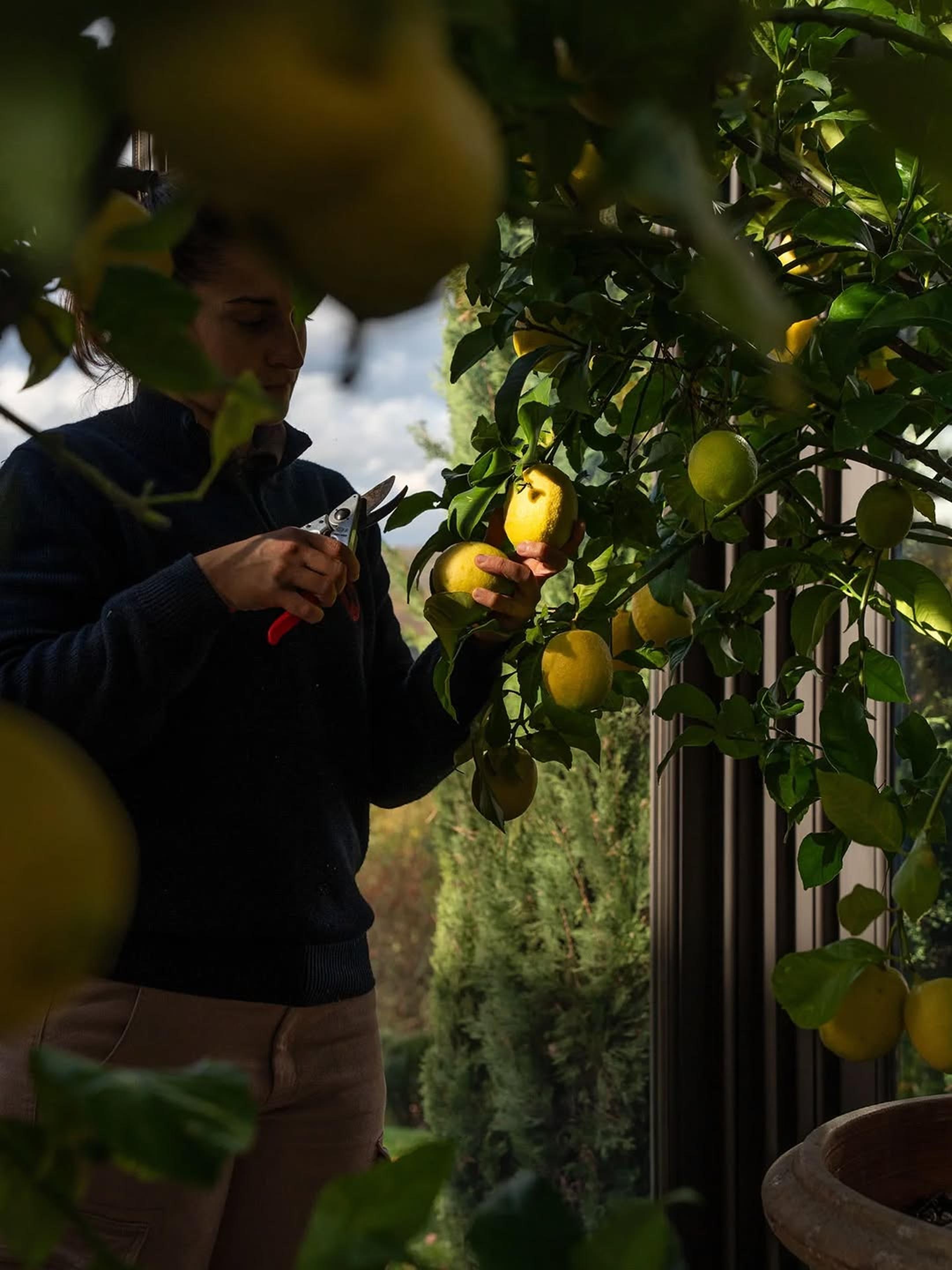 Castello di Reschio: a gardener pruning a potted lemon tree inside a glass conservatory