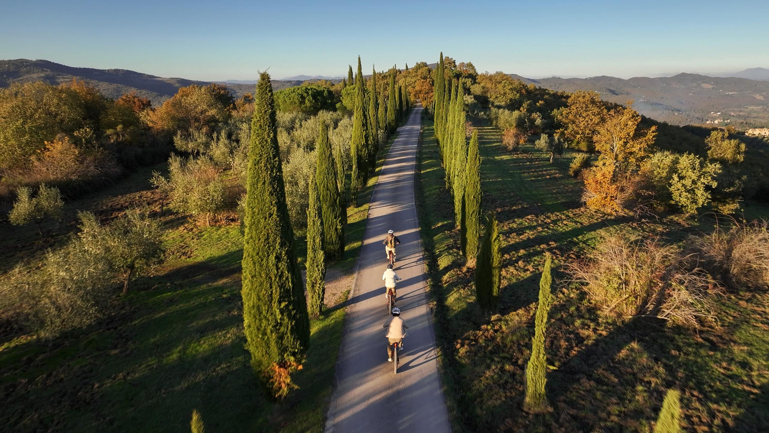 An aerial view of a cypress lined path winding through the estate at golden hour