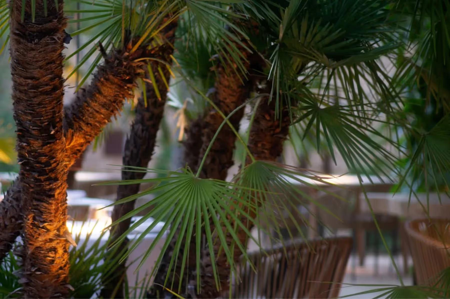 Es Racó d’Artà: palm fronds filtered by warm afternoon light in the dining pavilion garden
