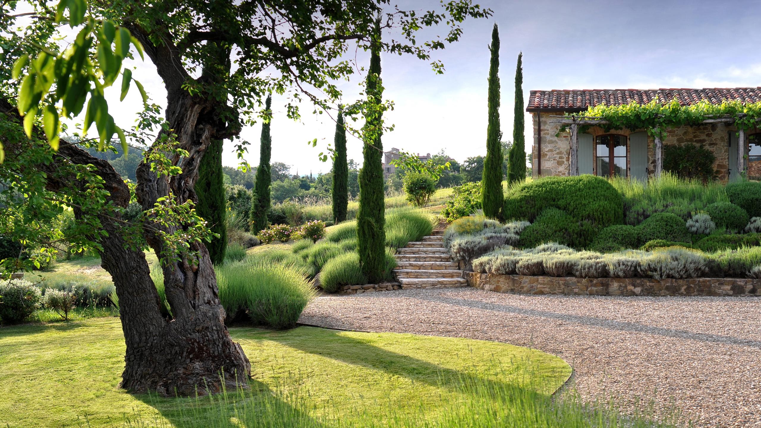 A gravel garden path beneath an olive tree, bordered by lavender and cypress leading to the stone house