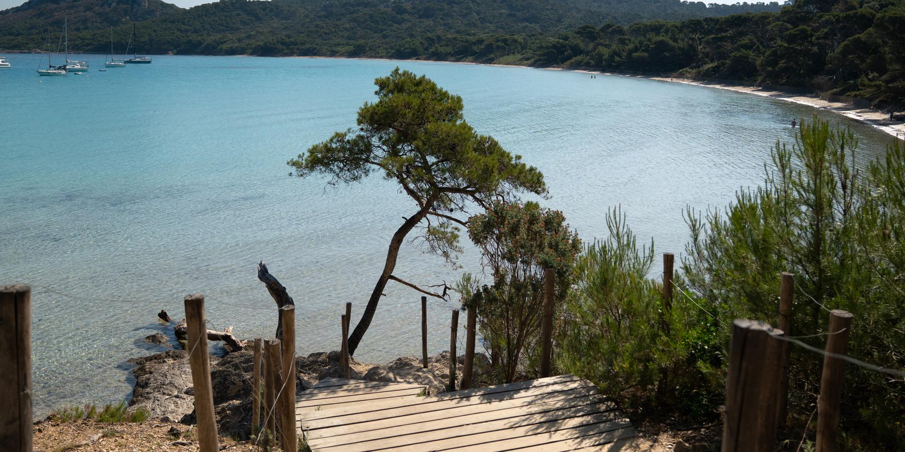 Plage de Notre-Dame on Porquerolles, clear turquoise water and a lone pine above the beach