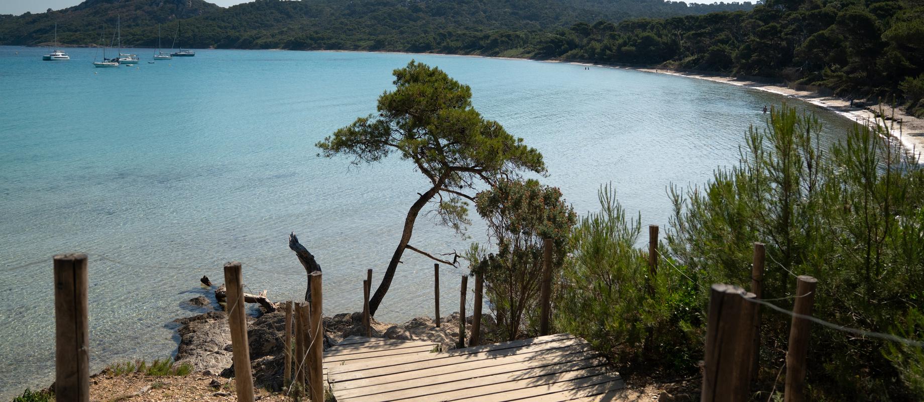 Plage de Notre-Dame on Porquerolles, clear turquoise water and a lone pine above the beach