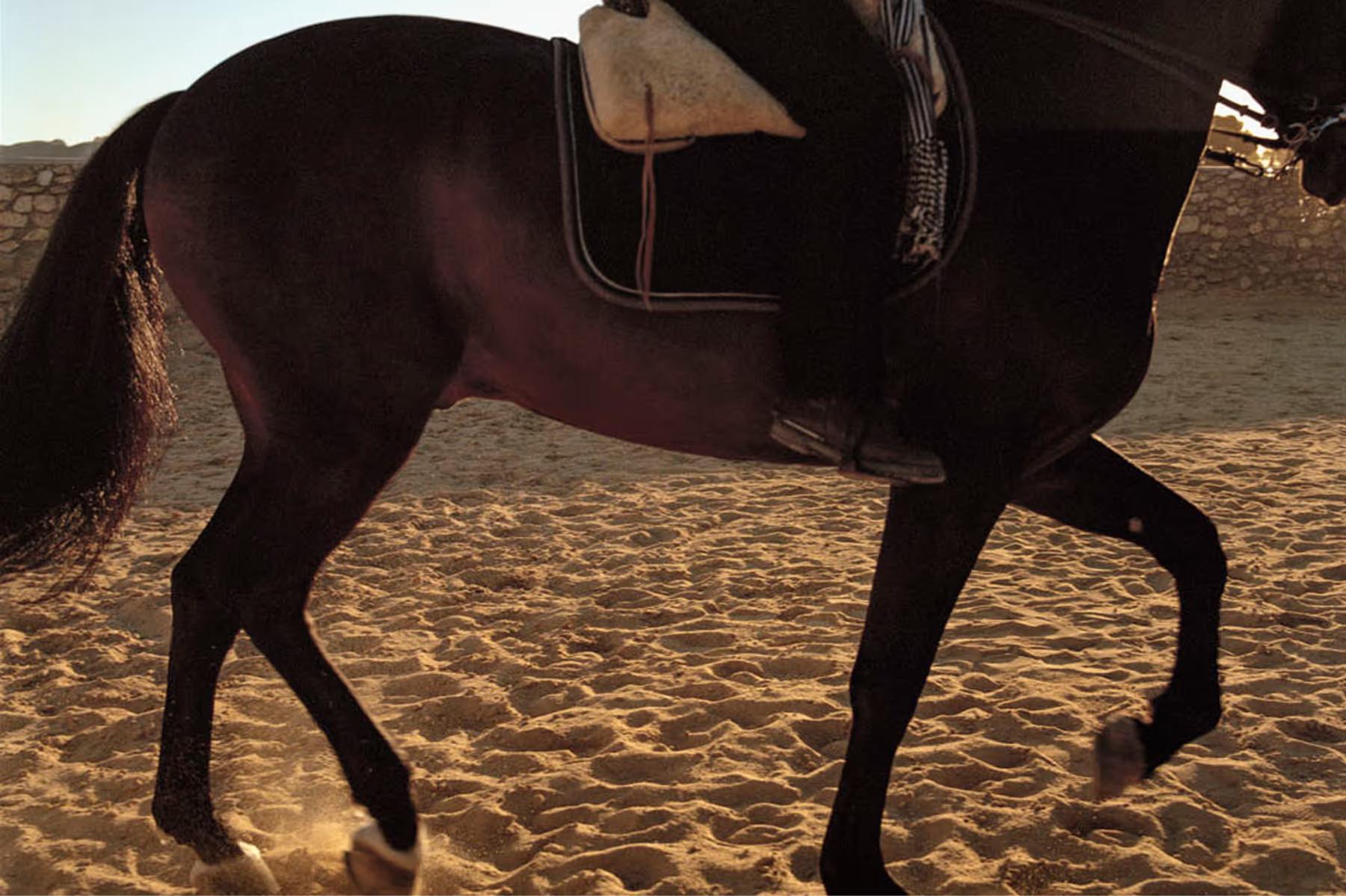 Le Mas de Chabran: dark horse saddled for riding on sandy ground in natural daylight