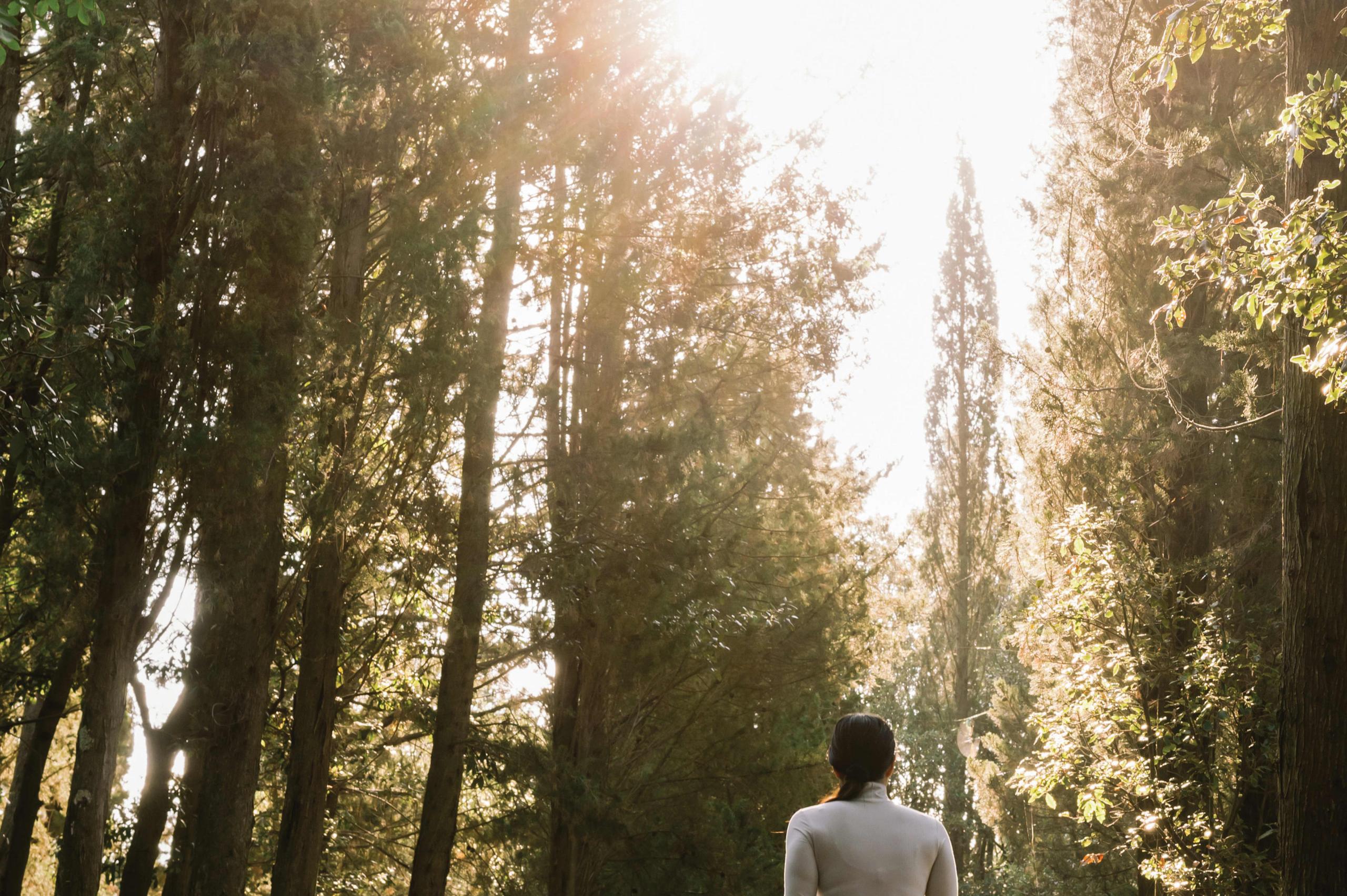 A person walking among cypress and oak trees with golden afternoon light filtering through branches