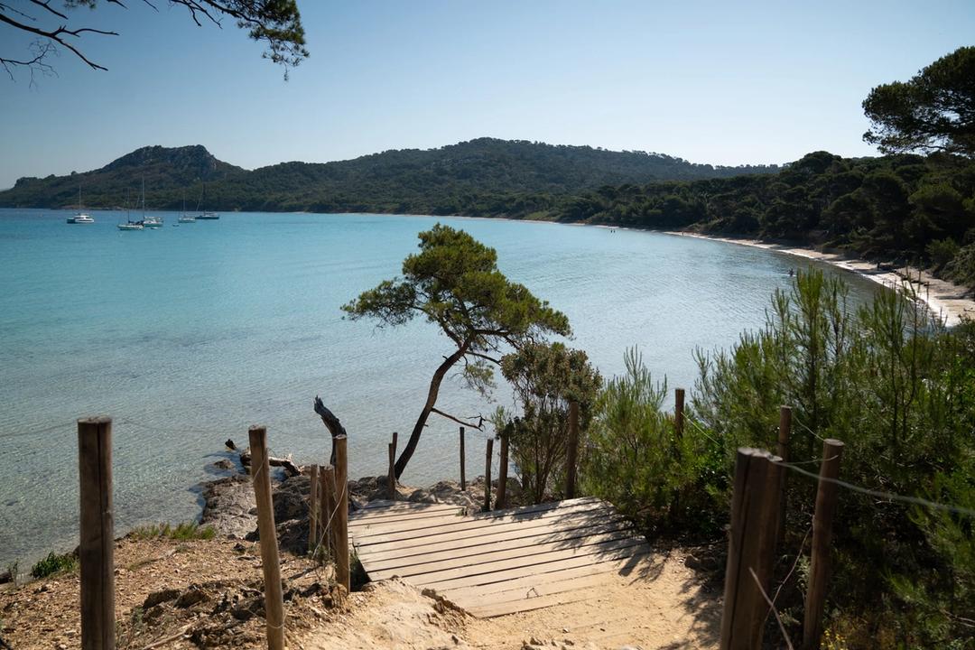 Wooden steps and a leaning pine on the path down to Plage de Notre-Dame, Porquerolles
