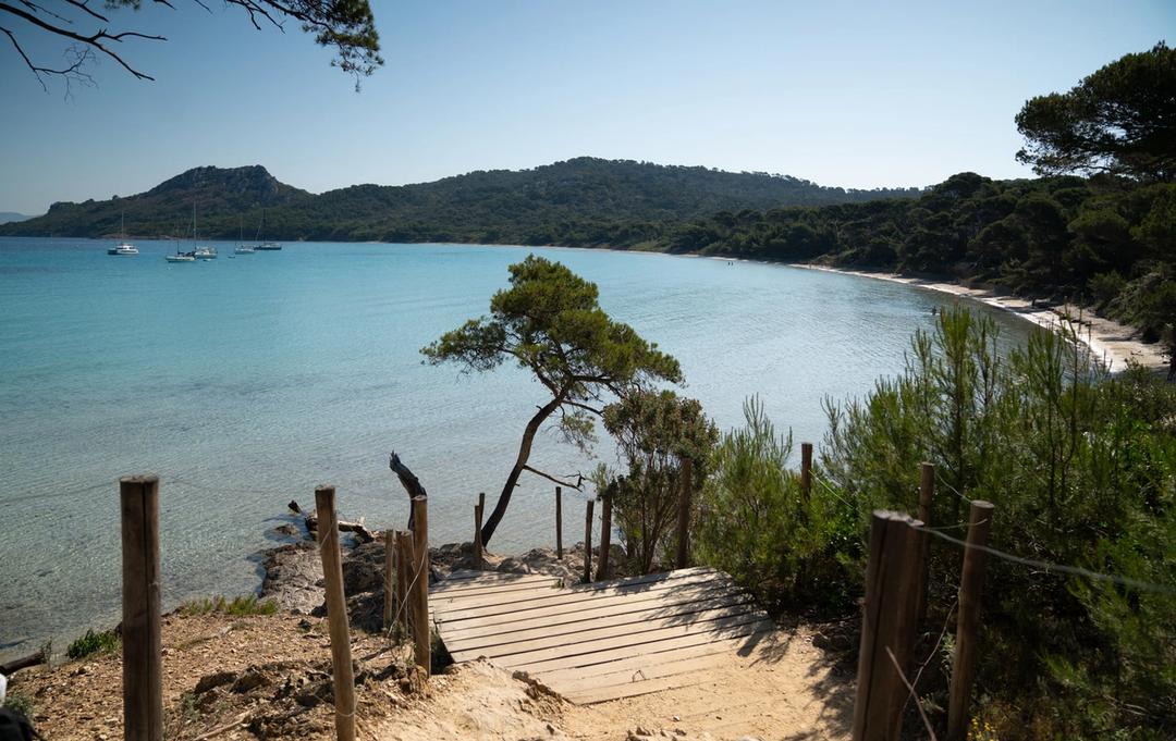 Wooden steps and a leaning pine on the path down to Plage de Notre-Dame, Porquerolles
