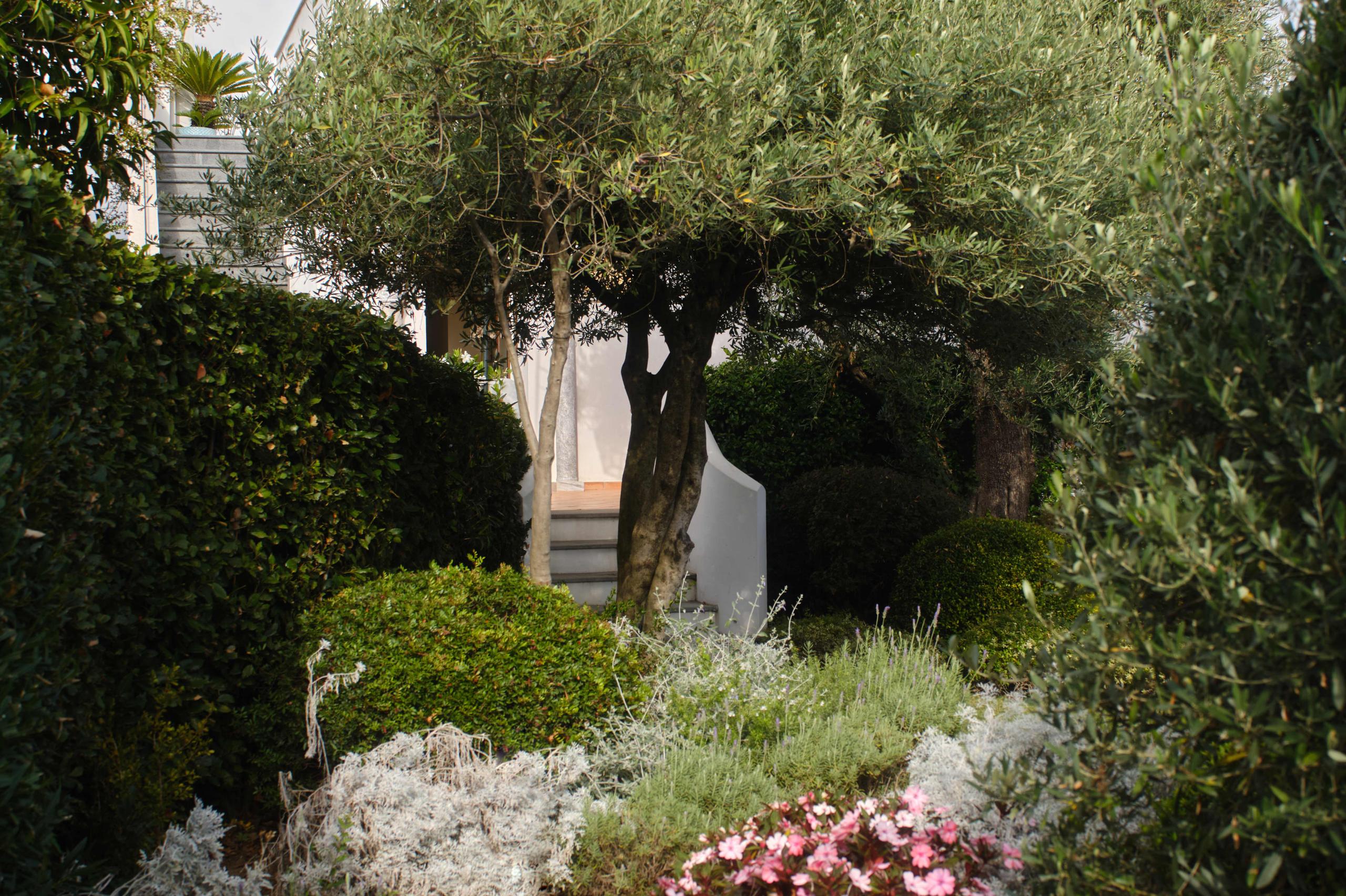 Caruso: garden path lined with lush vegetation, flowering plants, and whitewashed villa walls