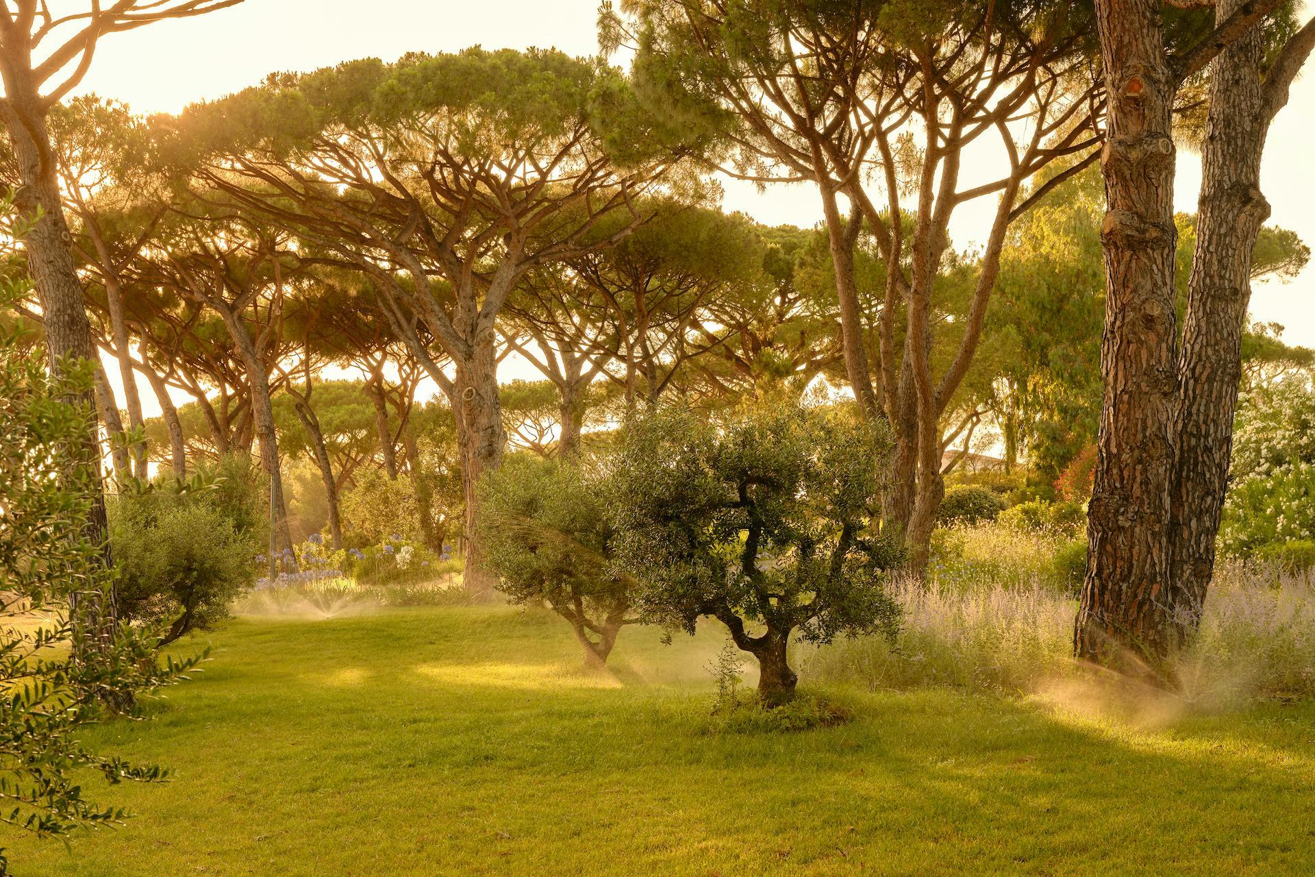 Château de La Messardière: shaded pathways lined with mature umbrella pines winding through manicured grounds