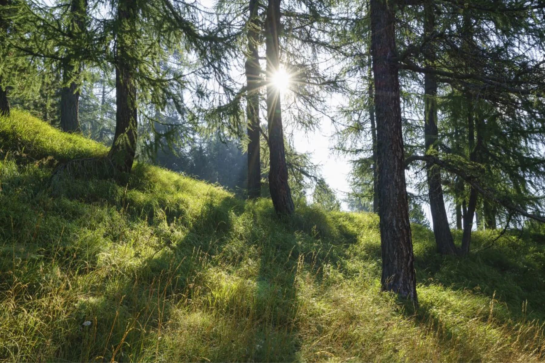 Suvretta House: a sunlit forest trail lined with larch and fir trees, suitable for hiking and nature walks