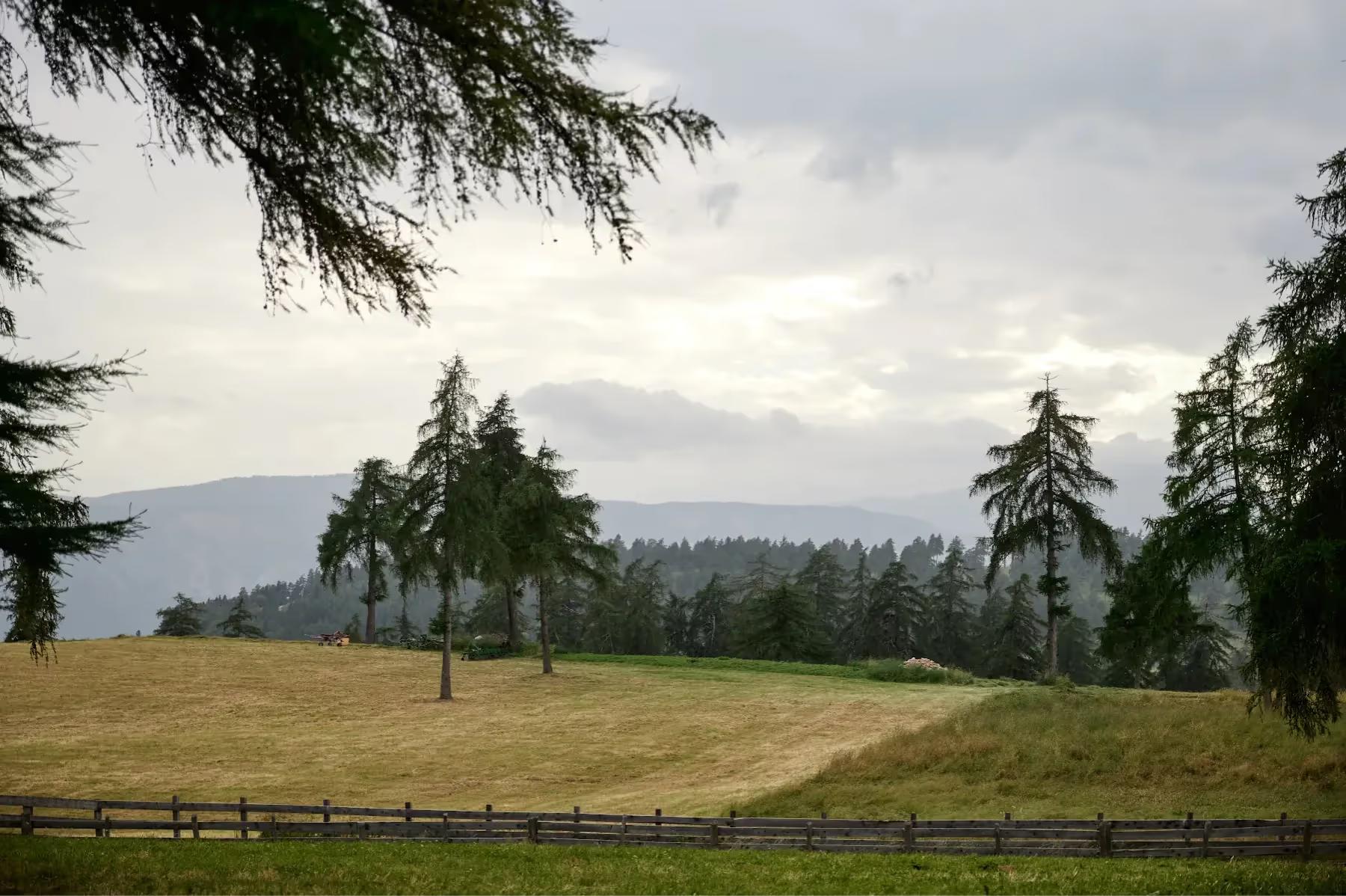 Hotel Saltus: Alpine meadow with trees and distant Dolomite peaks under overcast sky