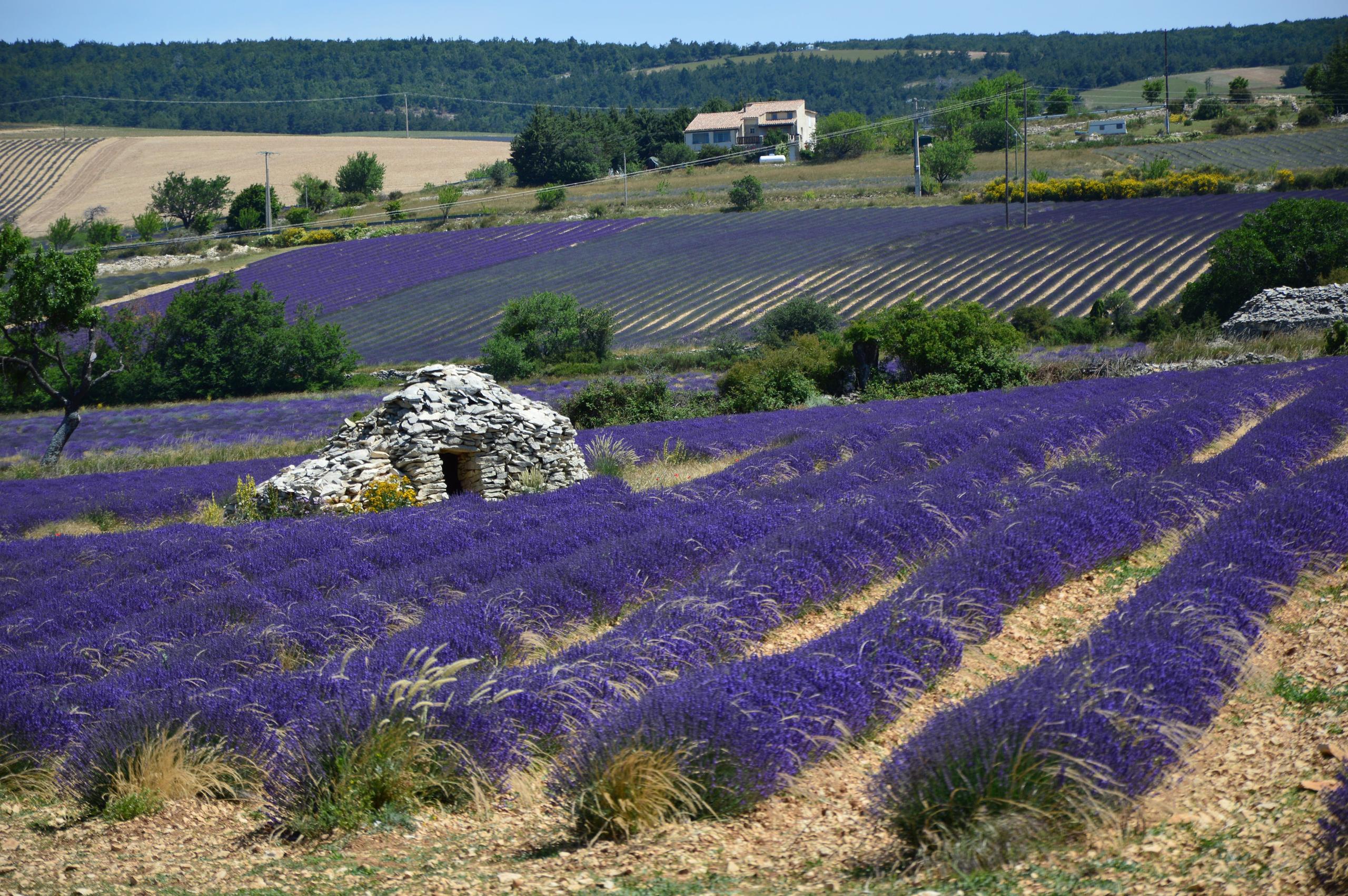 A dry-stone borie standing in a lavender field north of Ferrassières, hills behind