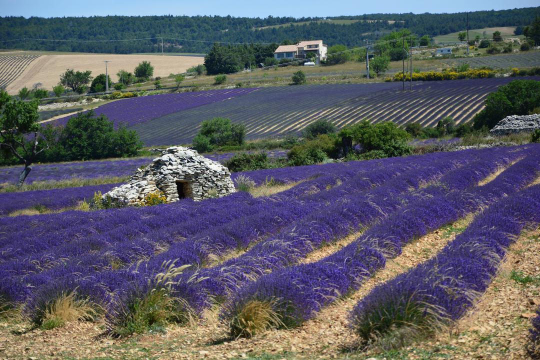 A dry-stone borie standing in a lavender field north of Ferrassières, hills behind