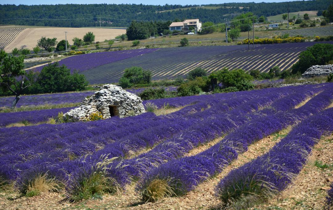 A dry-stone borie standing in a lavender field north of Ferrassières, hills behind