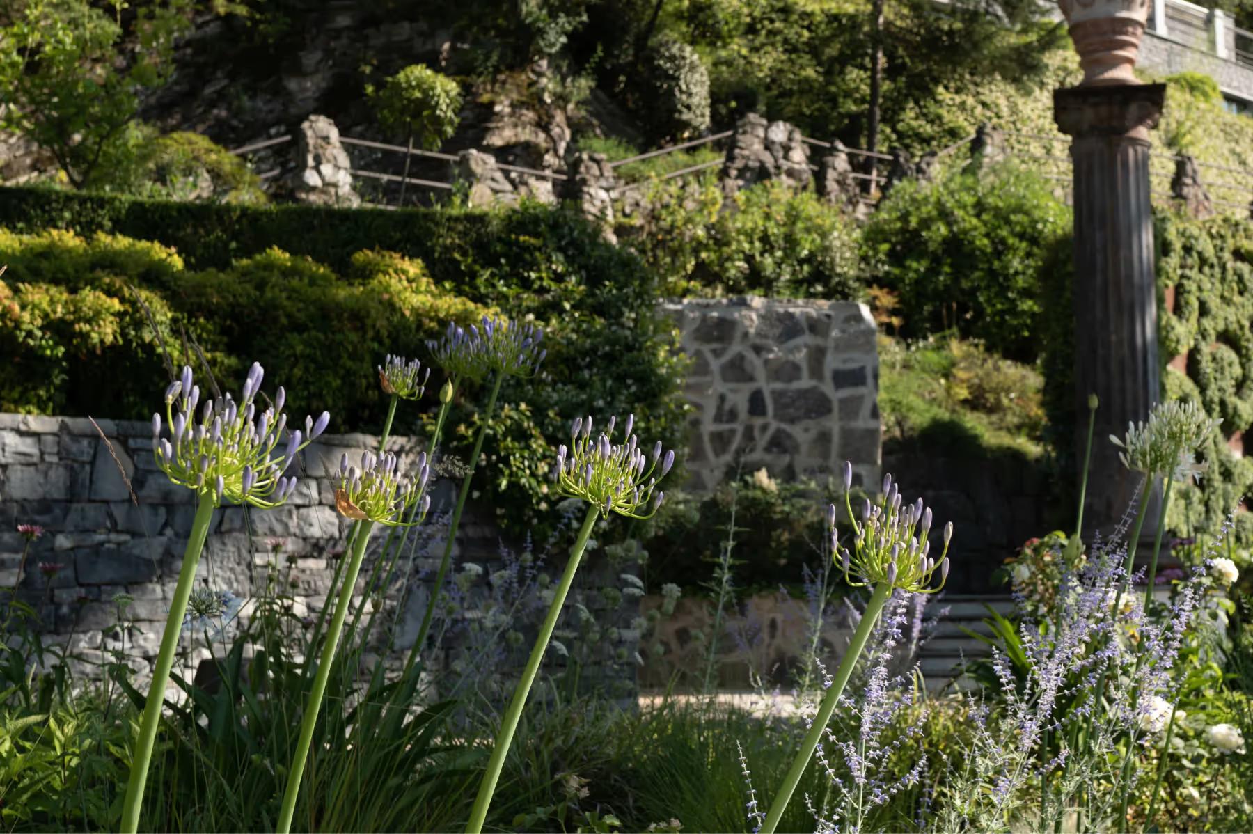 Garden pathway with lavender plantings, stone walls, and trees framing villa grounds