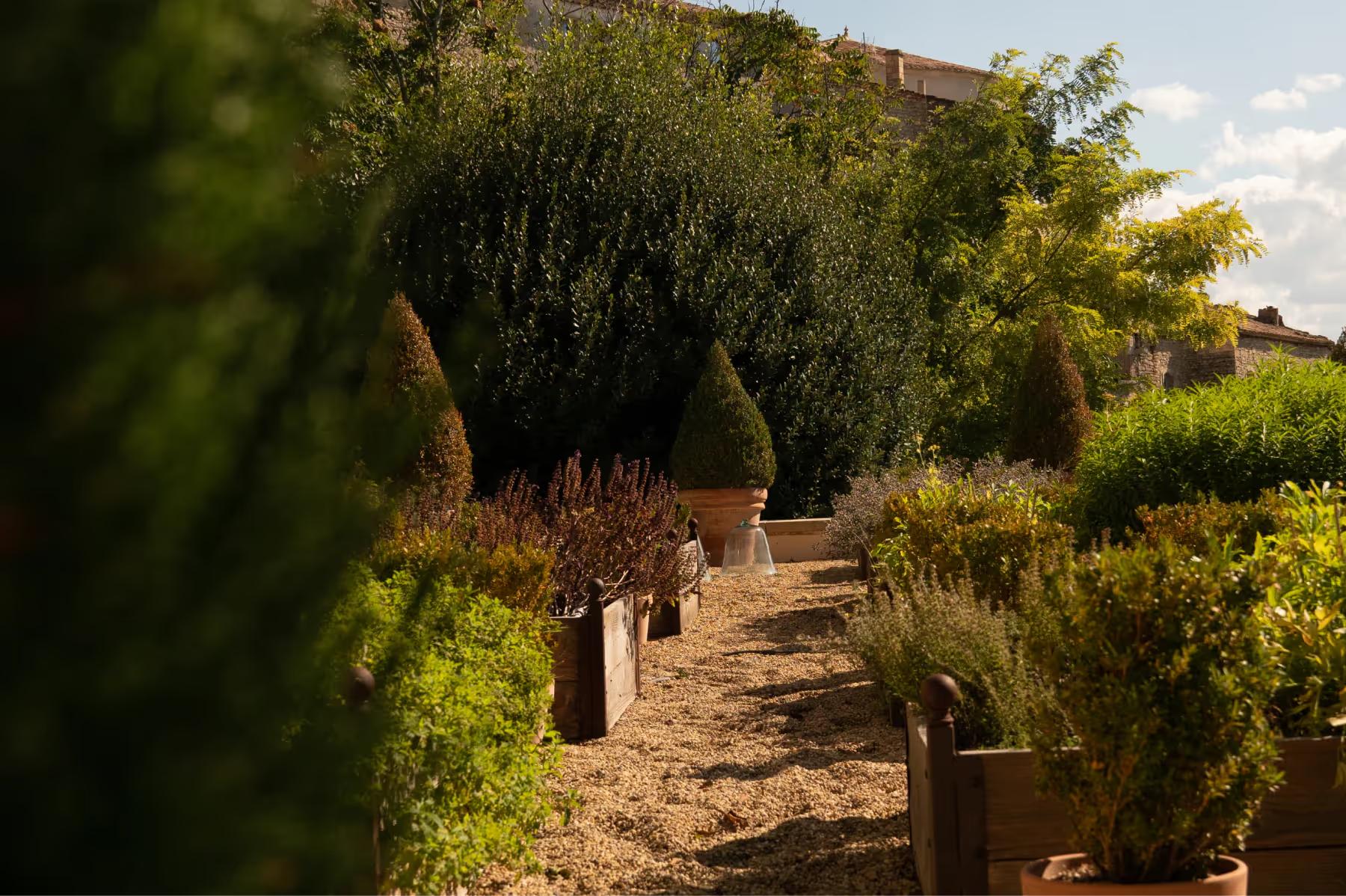 Airelles Gordes, La Bastide: tree-lined pathway with topiary hedges leading to a dining terrace