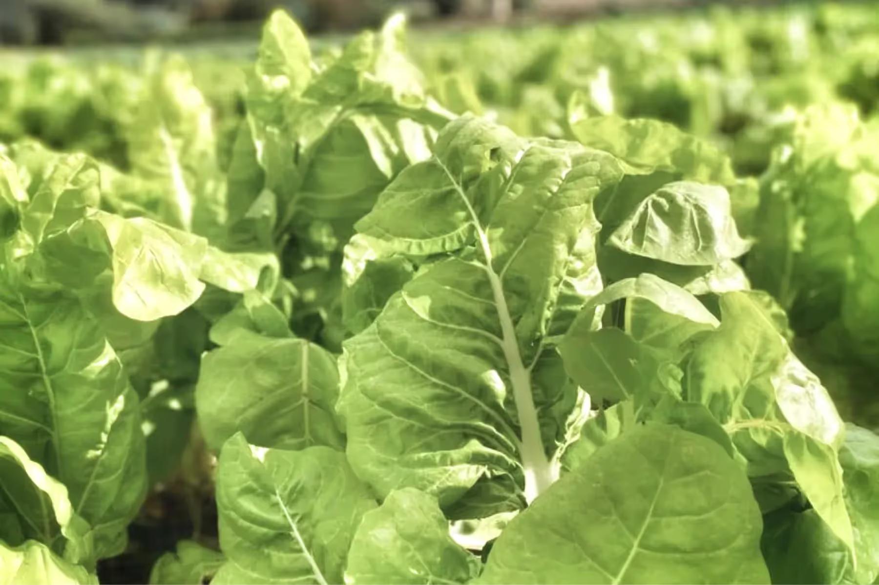 Rows of fresh produce plants growing in afternoon sunlight on the estate’s organic grounds