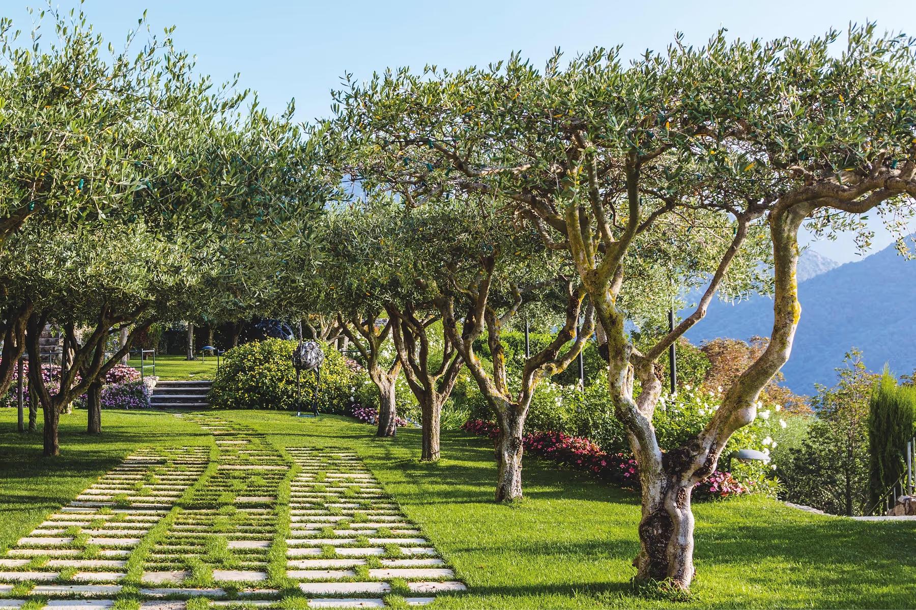 Caruso: shaded walkway lined with mature olive trees, stone paving, Mediterranean landscape beyond