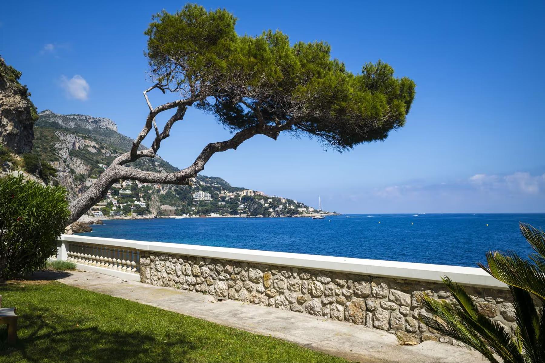Hotel Cap-Estel: a gnarled tree frames a white stone wall with Mediterranean views
