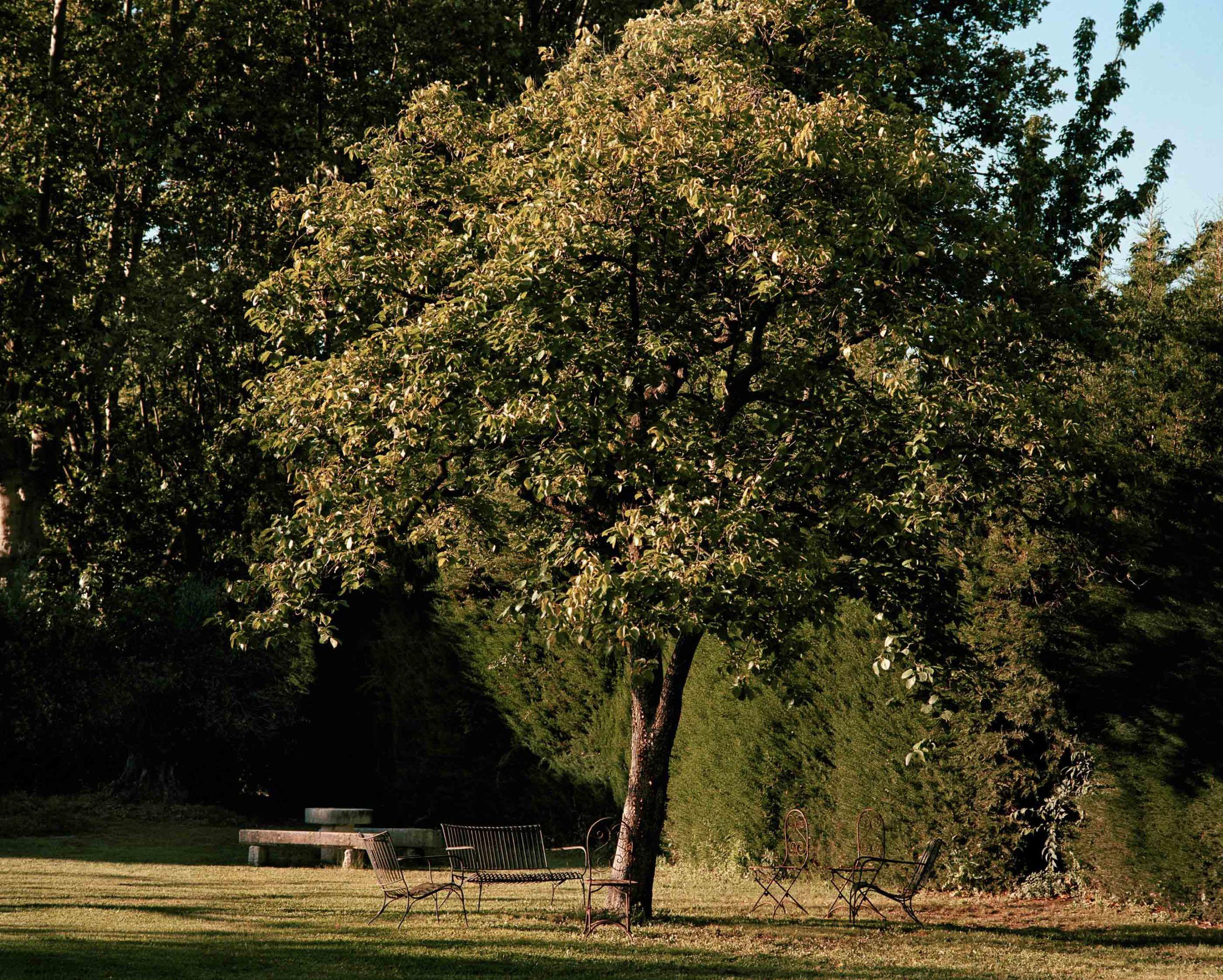 Le Mas de Chabran: olive tree with weathered trunk providing shade in sunlit garden courtyard