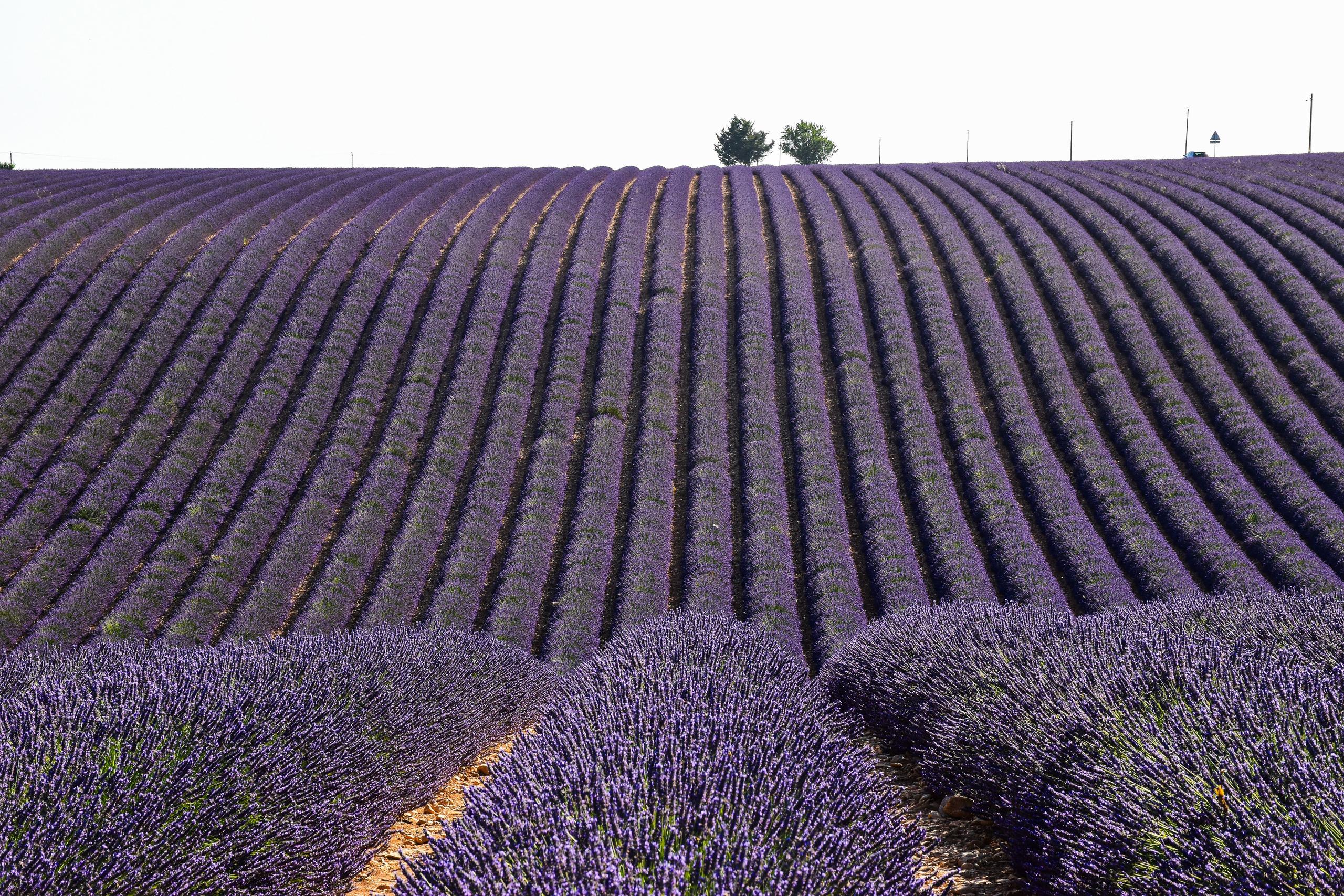 Rolling rows of lavender covering a hillside on the Valensole plateau