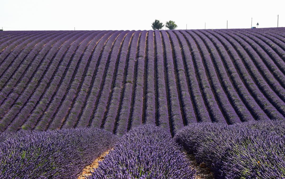 Rolling rows of lavender covering a hillside on the Valensole plateau