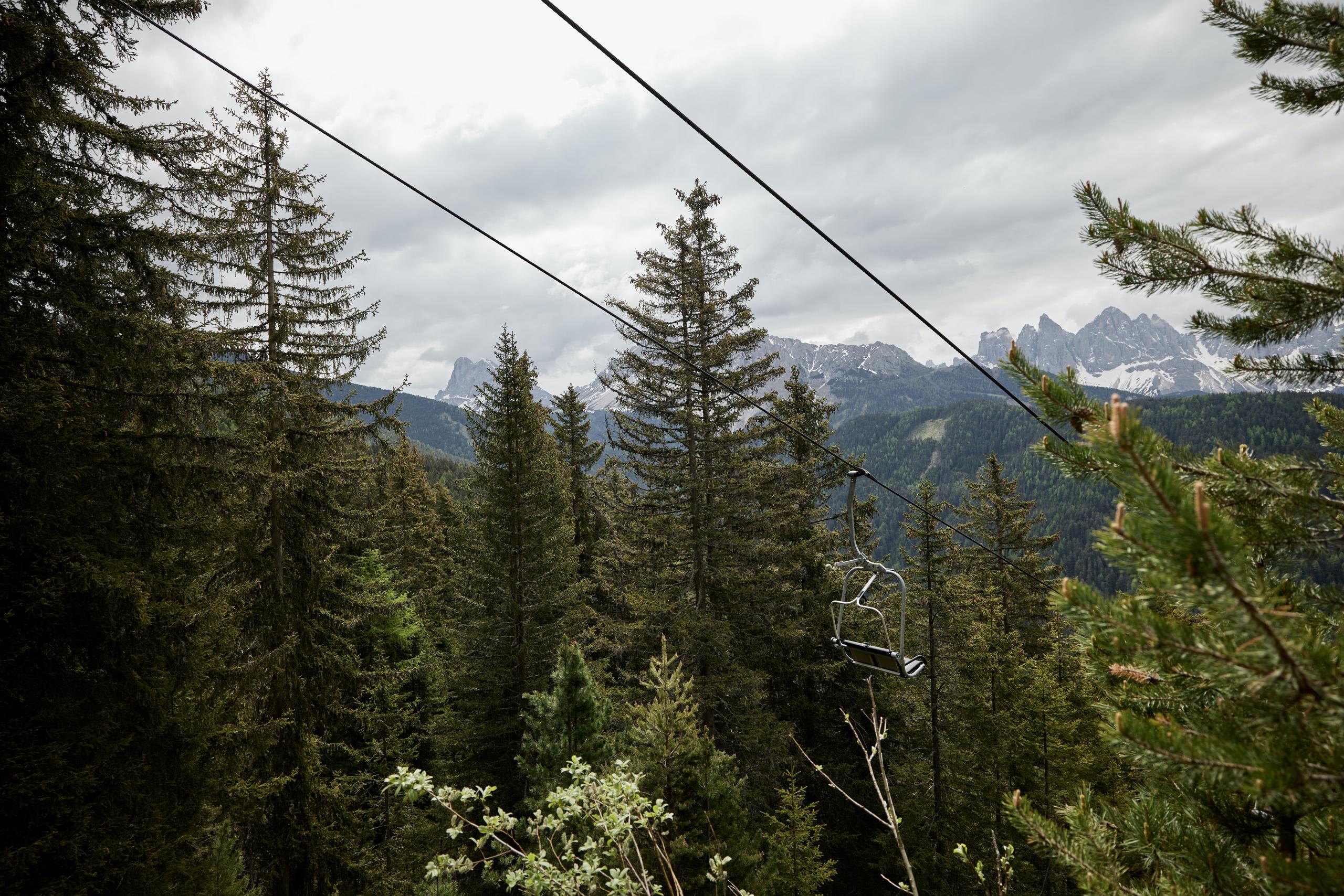 A mountain forest landscape with evergreen trees and distant peaks visible through a gap in vegetation