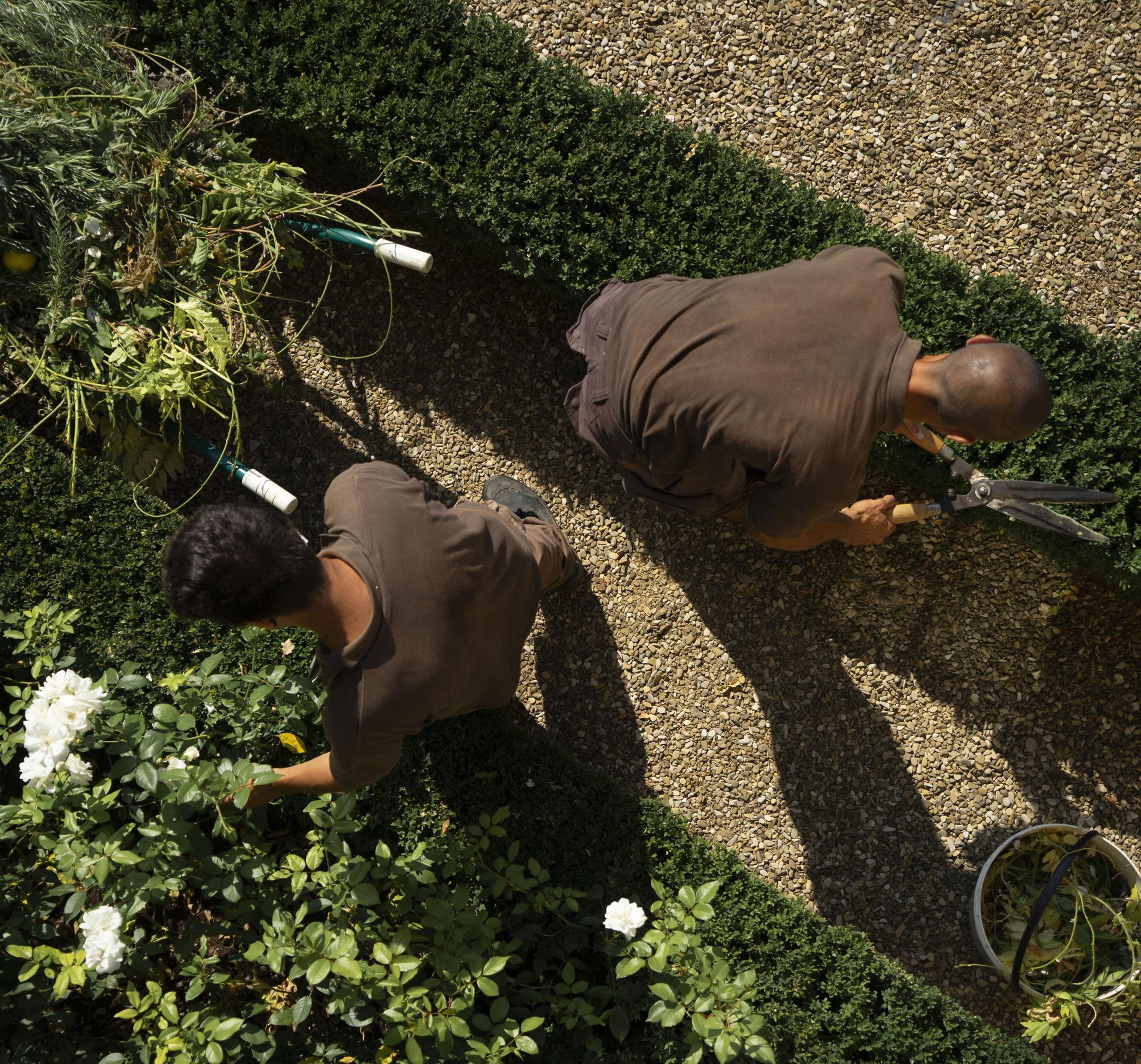 Castello di Reschio: an aerial view of two gardeners pruning flowering hedges along a gravel path