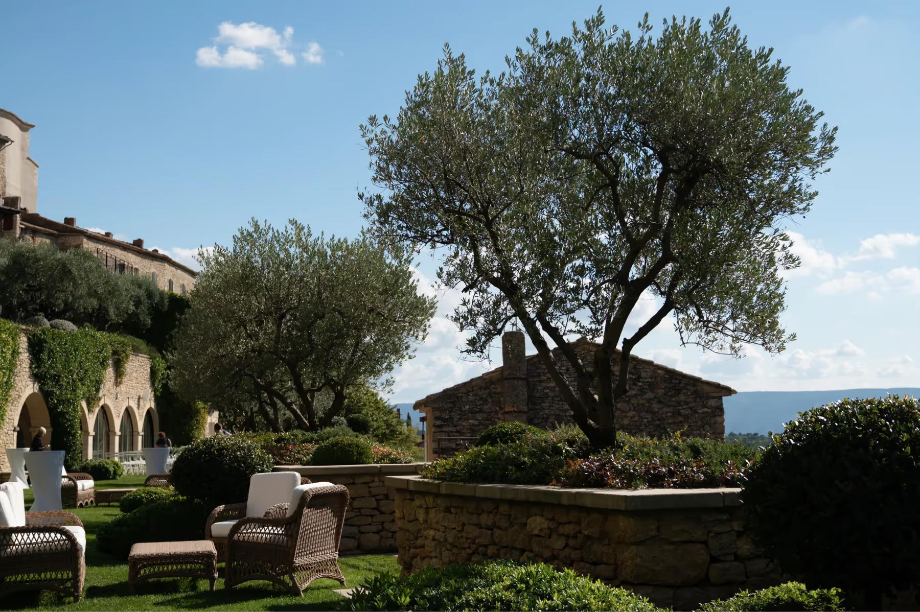 Airelles Gordes, La Bastide: olive tree anchoring the terrace garden with manicured hedges and loungers