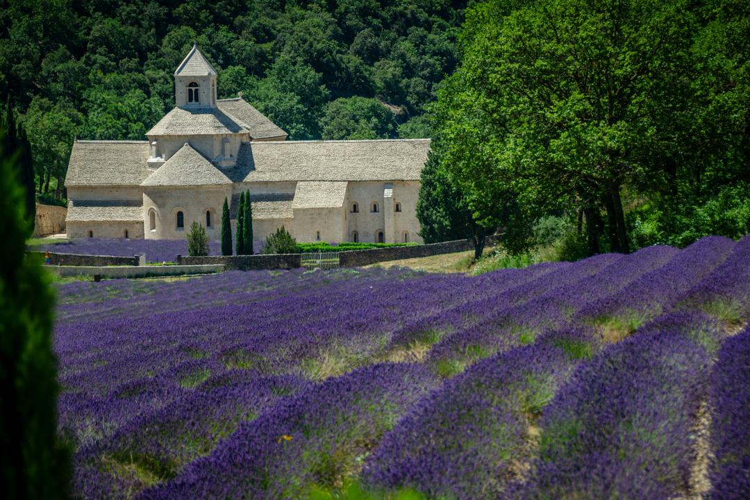 Lavender fields in front of Abbaye Notre-Dame de Sénanque, the stone abbey outside Gordes
