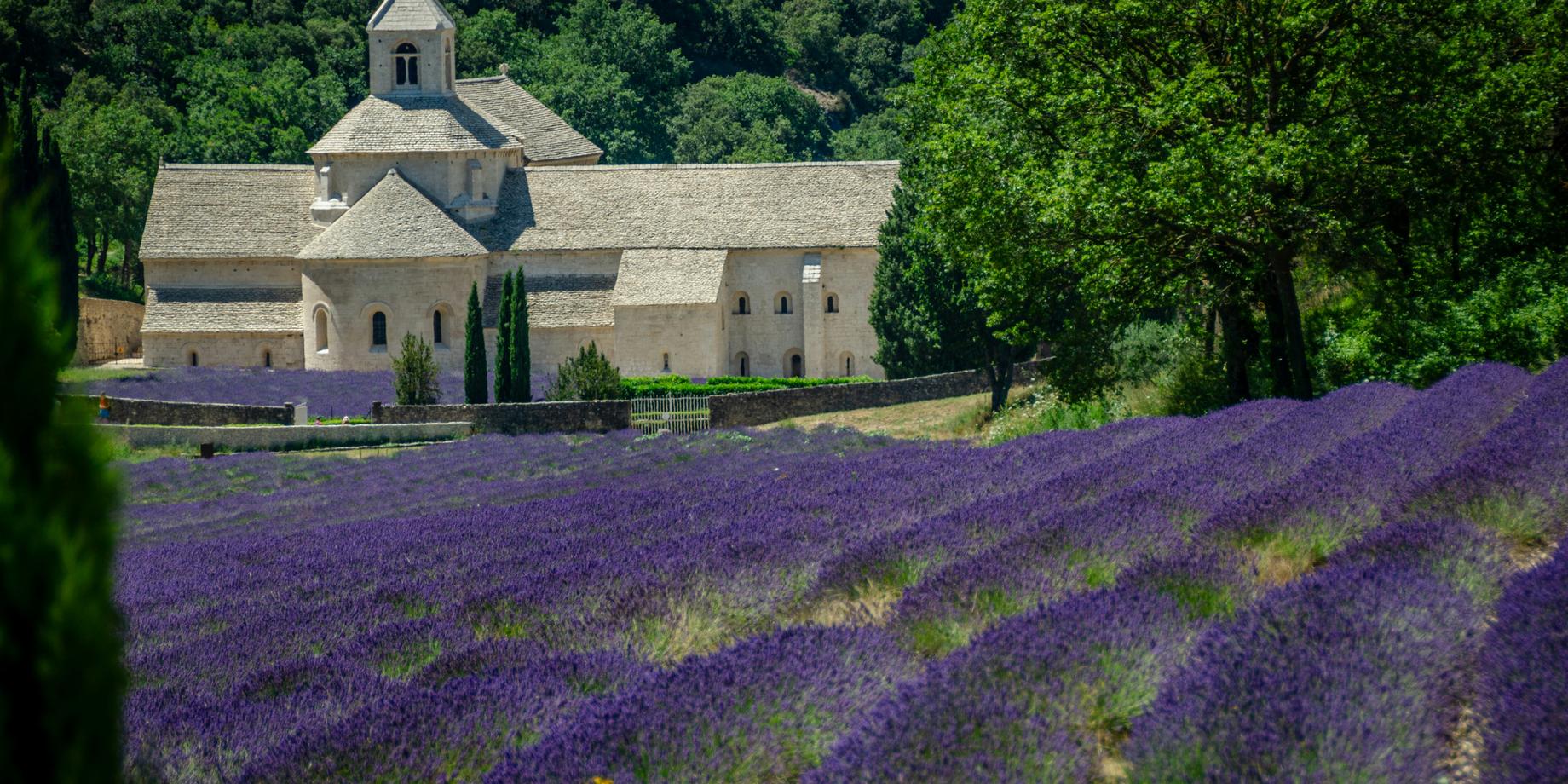 Rows of lavender in front of the stone abbey of Sénanque, framed by trees