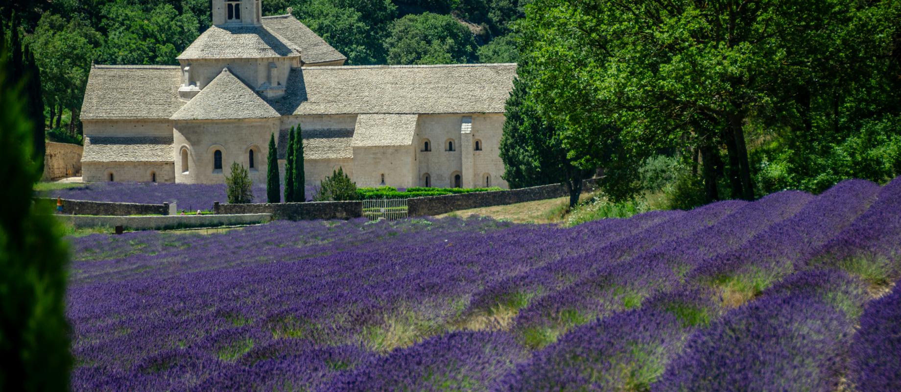 Rows of lavender in front of the stone abbey of Sénanque, framed by trees
