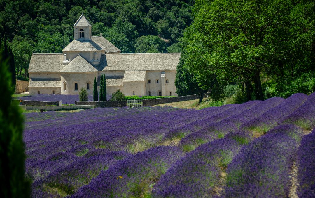 Lavender fields in front of Abbaye Notre-Dame de Sénanque, the stone abbey outside Gordes
