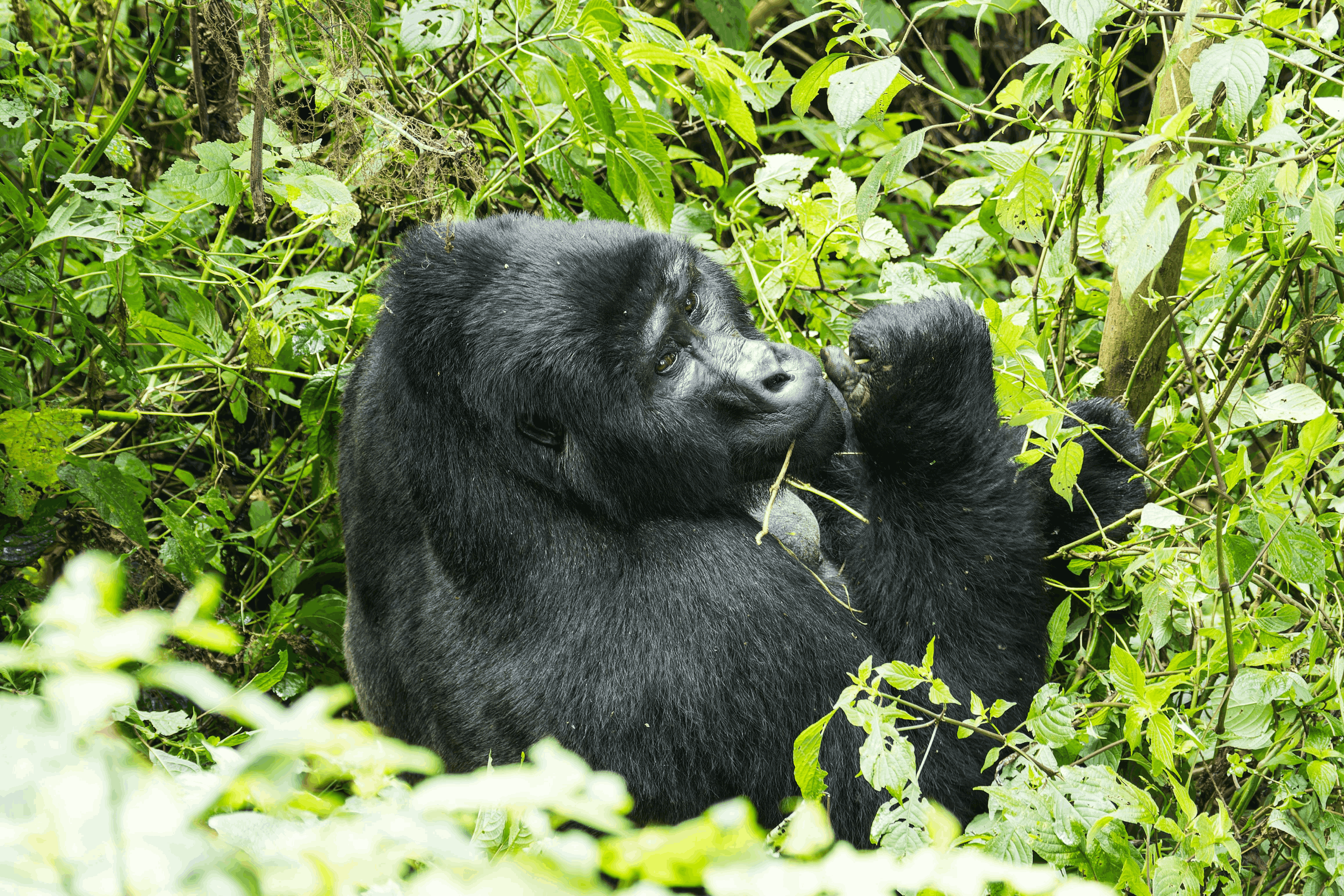 Kenya to Uganda Overland Safari with Participation Camping