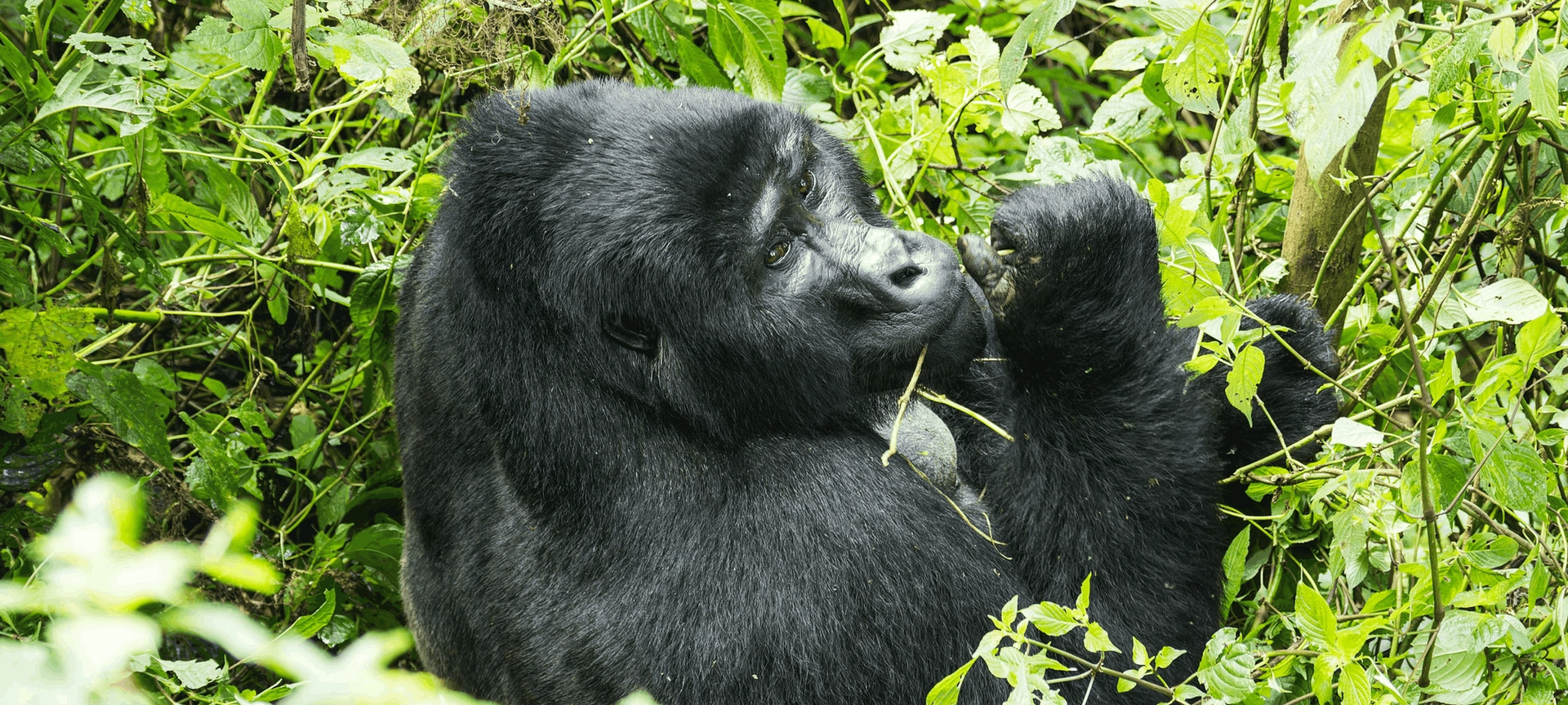 Kenya to Uganda Overland Safari with Participation Camping Kenya to Uganda Overland Safari with Participation Camping