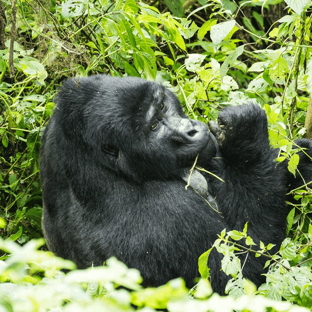 Kenya to Uganda Overland Safari with Participation Camping Kenya to Uganda Overland Safari with Participation Camping