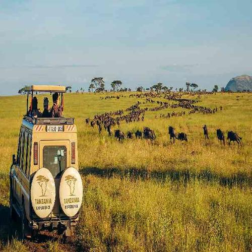 Experience unforgettable safari adventures across the Serengeti, Ngorongoro Crater, and Maasai Mara in search of the Big Five. Experience unforgettable safari adventures across the Serengeti, Ngorongoro Crater, and Maasai Mara in search of the Big Five.