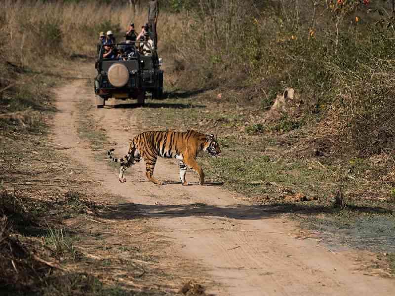 Go tiger spotting in Ranthambore National Park with an expert guide