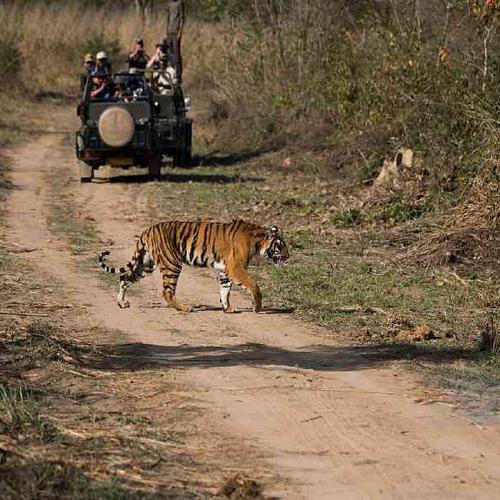 Go tiger spotting in Ranthambore National Park with an expert guide Go tiger spotting in Ranthambore National Park with an expert guide