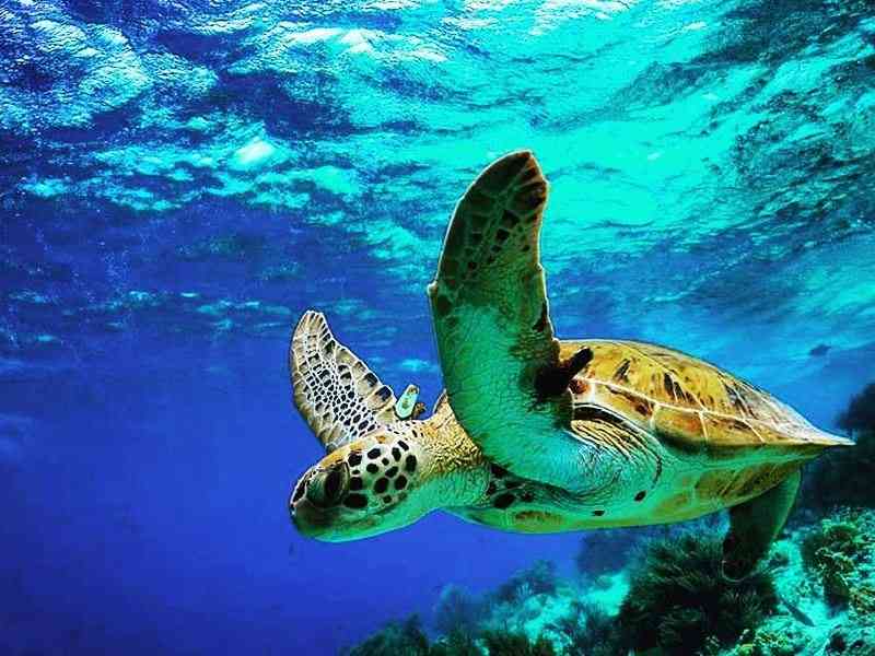 Swim with the sea turtles