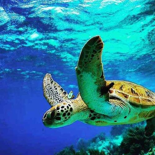 Swim with the sea turtles Swim with the sea turtles