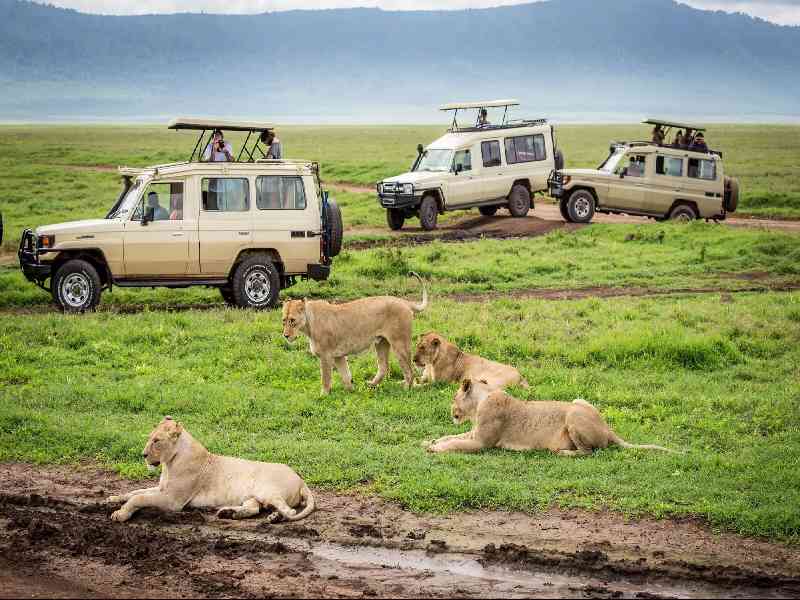 Experience thrilling safari drives in the Maasai Mara and search for the Big Five