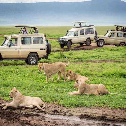 Experience thrilling safari drives in the Maasai Mara and search for the Big Five Experience thrilling safari drives in the Maasai Mara and search for the Big Five