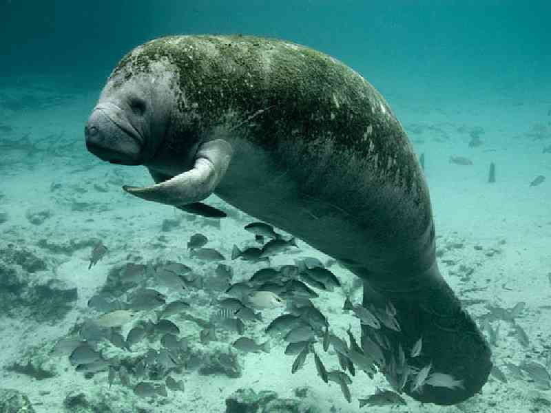 Snorkel with wild manatees in Caye Caulker