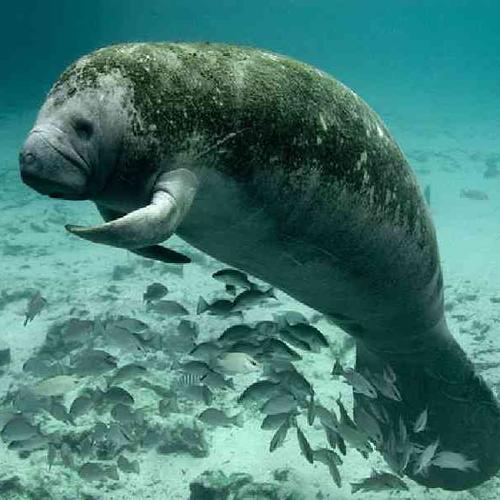 Snorkel with wild manatees in Caye Caulker Snorkel with wild manatees in Caye Caulker