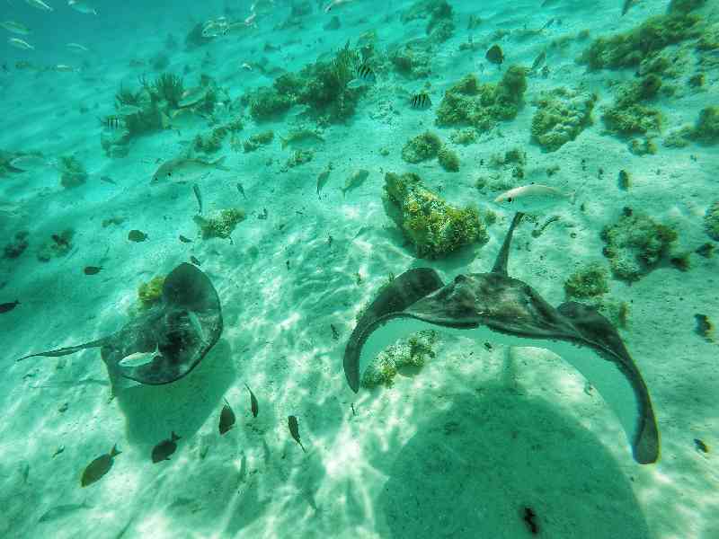  Swim with stingrays at Stingray City